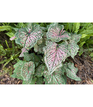 Caladium - Spicy Lizard