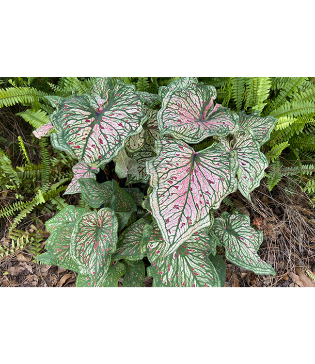 Caladium - Spicy Lizard