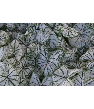 Caladium White Christmas #1 Bundle of 5