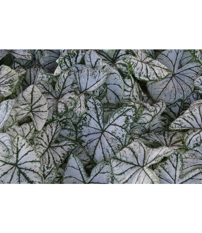 Caladium White Christmas #1 Bundle of 5