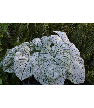 Caladium Candidum #1 Bundle of 5