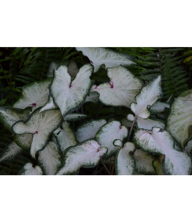 Caladium White Wing #1 Bundle of 5