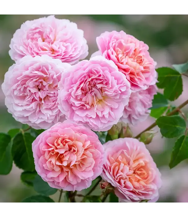 David Austin Roses Eustacia Vye David Austin Rose 3gal