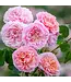 David Austin Roses Eustacia Vye David Austin Rose 3gal