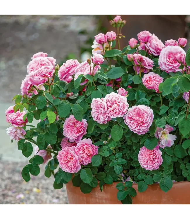 David Austin Roses Eustacia Vye David Austin Rose 3gal