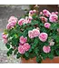 David Austin Roses Eustacia Vye David Austin Rose 3gal