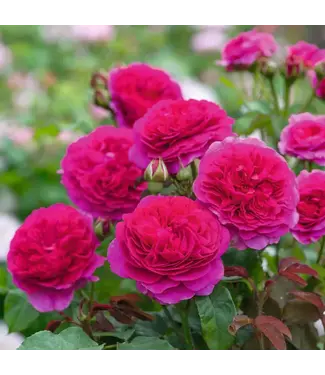 David Austin Roses David Austin Rose  Gabriel Oak  3gal