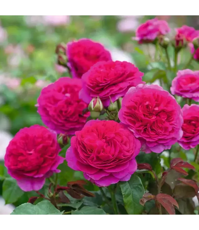 David Austin Roses Gabriel Oak David Austin Rose 3gal