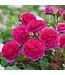 David Austin Roses David Austin Rose  Gabriel Oak  3gal