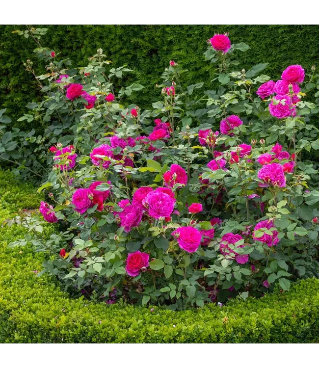 David Austin Roses Gabriel Oak David Austin Rose 3gal