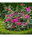 David Austin Roses David Austin Rose  Gabriel Oak  3gal