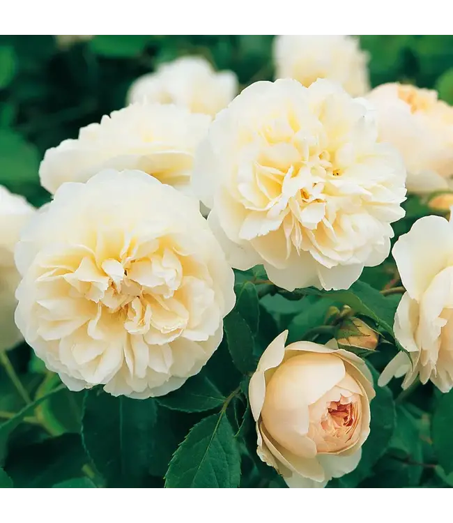 David Austin Roses Lichfield Angel David Austin Rose 3gal