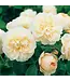 David Austin Roses David Austin Rose Lichfield Angel 3gal