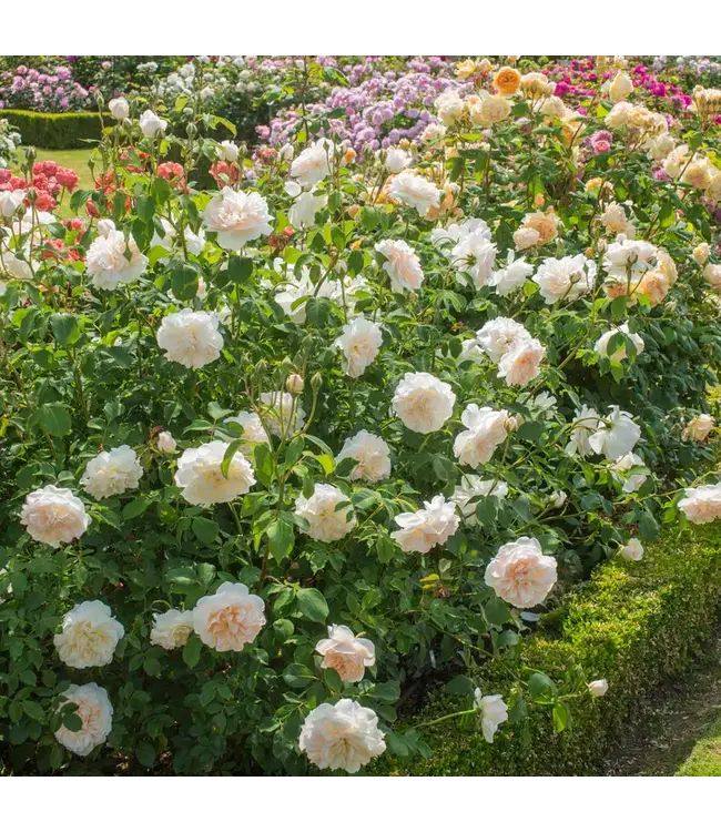 David Austin Roses David Austin Rose Lichfield Angel 3gal