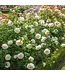 David Austin Roses David Austin Rose Lichfield Angel 3gal