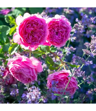 David Austin Roses Princess Alexandra Of Kent David Austin Rose 3gal