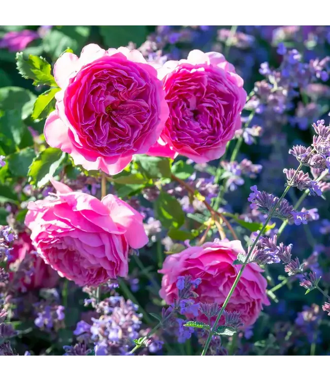 David Austin Roses Princess Alexandra Of Kent David Austin Rose 3gal