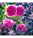 David Austin Roses Princess Alexandra Of Kent David Austin Rose 3gal