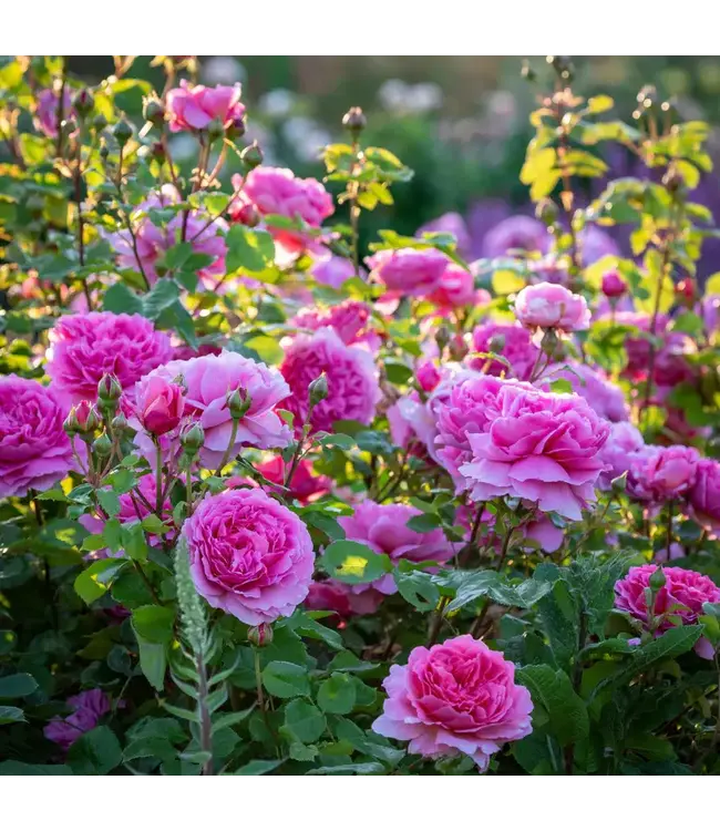 David Austin Roses Princess Alexandra Of Kent David Austin Rose 3gal