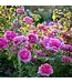 David Austin Roses Princess Alexandra Of Kent David Austin Rose 3gal