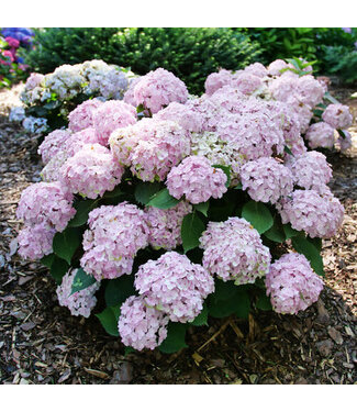 Proven Winner Hydrangea 'Wee Bit Innocent' 2gal PW