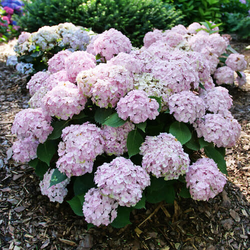 Proven Winner Hydrangea 'Wee Bit Innocent' 2gal PW - The Plant Shoppe