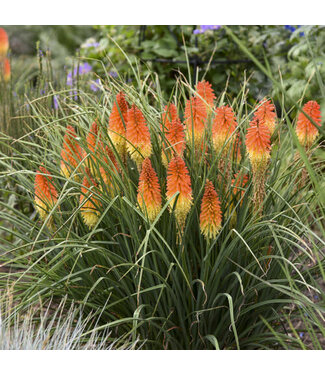 Proven Winner Kniphofia 'Pyromania Asst 1gal PW