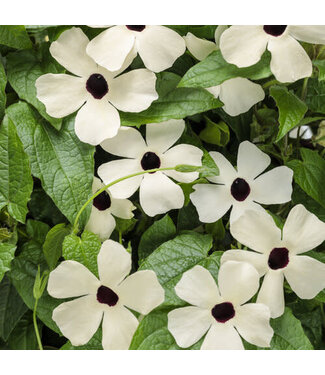 Proven Winner Thunbergia Asst 1gal PW