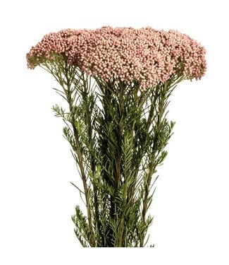 FCS - Riceflower Pink Victoria, stem