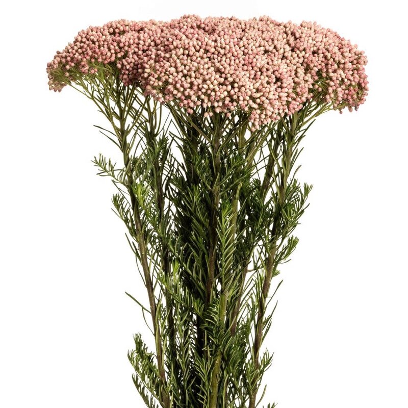 FCS - Riceflower Pink Victoria