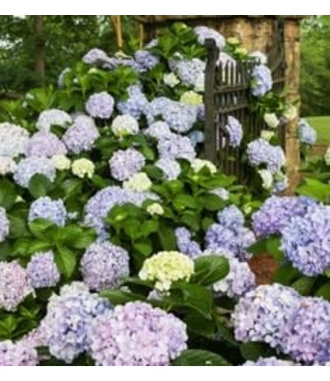 Hydrangea "Dear Dolores" 2gal