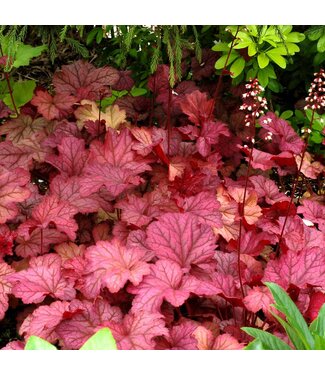 Heuchera "Berry Smoothie" 1gal