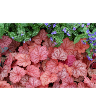 Heuchera "Georgia Peach" 1gal