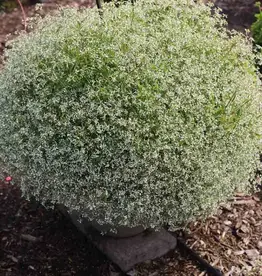 Euphorbia Starburst White 1gal