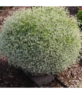 Euphorbia Starburst White 1gal