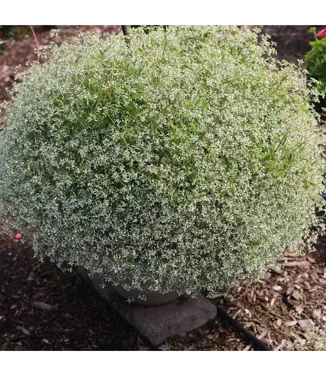Euphorbia Starburst White 1gal