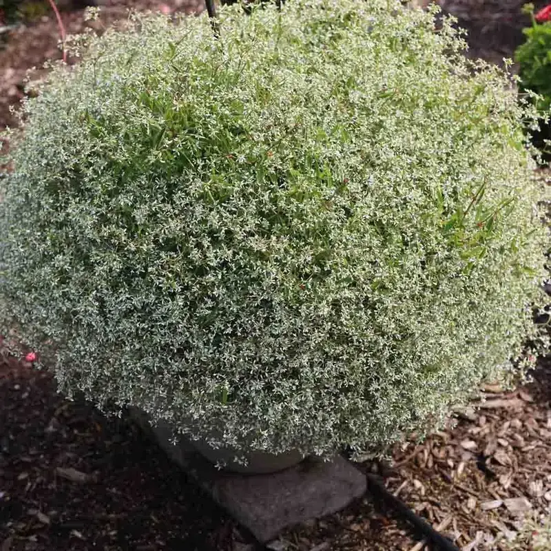 Euphorbia Starburst White 1gal