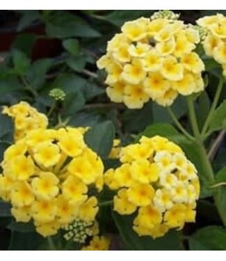 Lantana "Chapel Hill Yellow" 5gal Tree Form