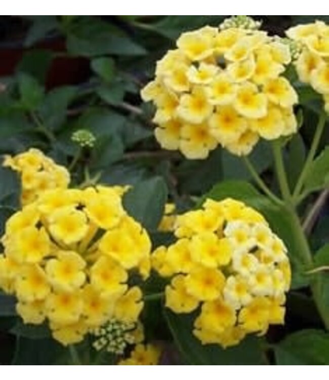 Lantana "Chapel Hill Yellow" 5gal Tree Form