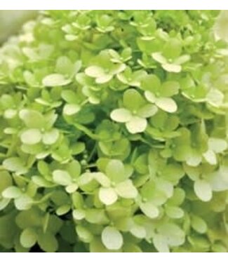 The Plant Shoppe Hydrangea  'Limelight' Tree 7G