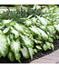 Caladium Aaron #1 Bundle of 5