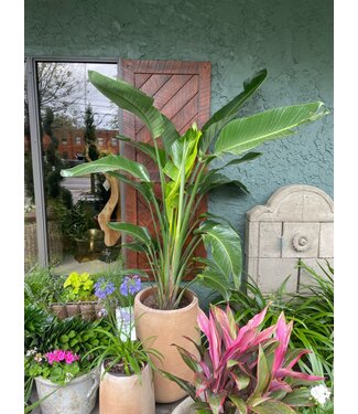 Strelitzia-Nicolai (White Bird of Paradise) 12 4P, 4.5-5'