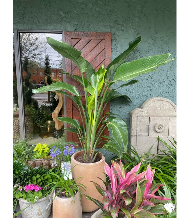 Strelitzia-Nicolai (White Bird of Paradise) 12"