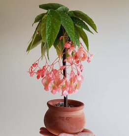 Begonia Tamaya Pink 6 1/2"