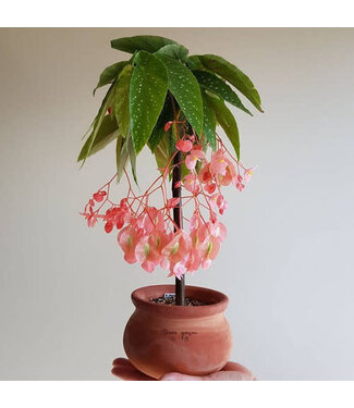 Begonia Tamaya Pink 6 1/2"