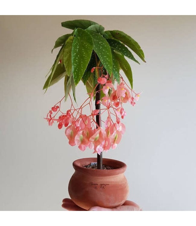 Begonia Tamaya Pink 6 1/2"