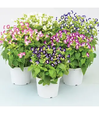 Torenia Asst 4"
