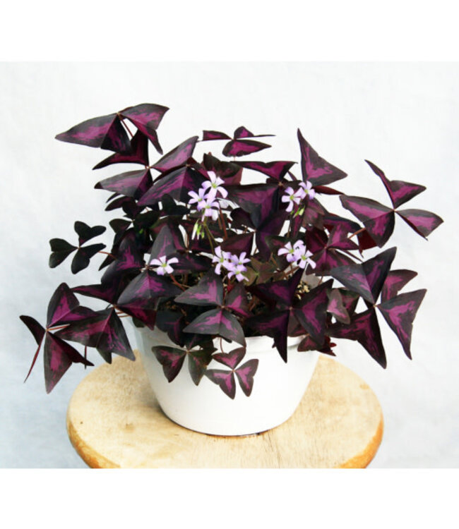 Oxalis Purple ( Shamrock) 4"