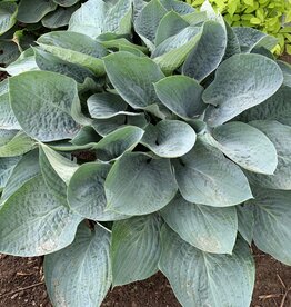 Proven Winner Hosta 'Shadowland Above The Clouds' PW 1gal