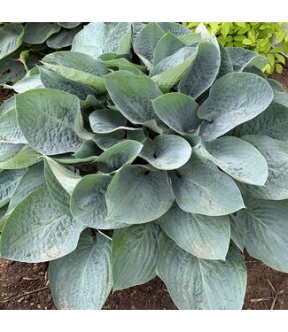 Proven Winner Hosta 'Shadowland Above The Clouds' PW 1gal
